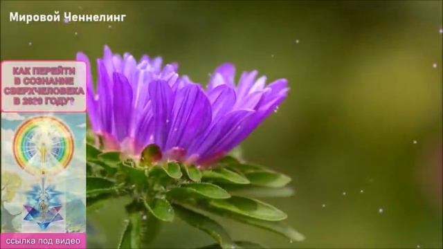 🔹СВЕТ ЭНЕРГИИ ВОЗНЕСЕНИЯ-ченнелинг смотреть онлайн