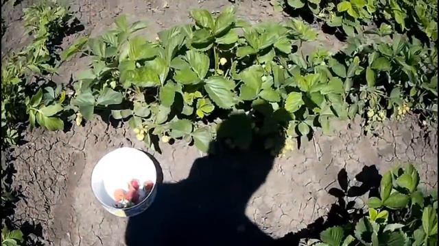 Открываем сезон сбора клубники!!! Open the season collecting strawberries! смотреть онлайн