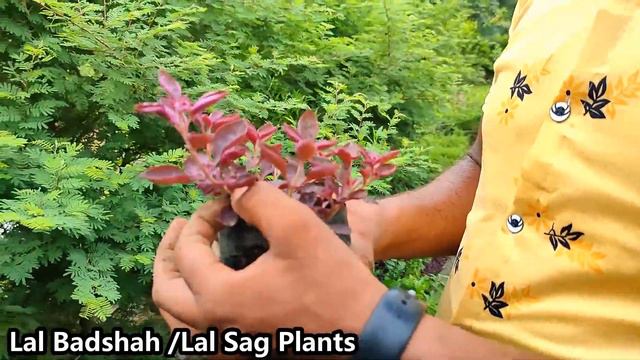What type of hedge grows fastest?||Gajraula Nursery смотреть онлайн