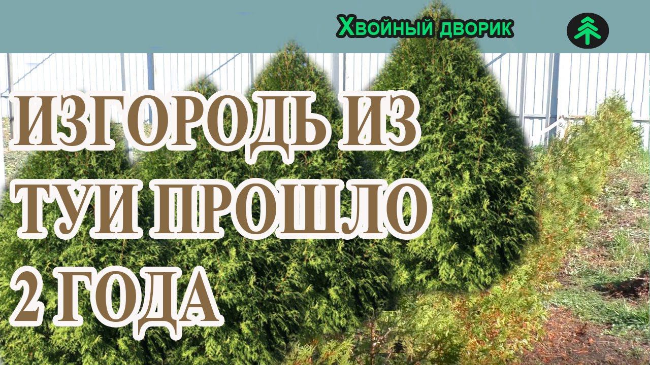 Живая изгородь из туи брабант,результат посадки туи через 2 года.Питомник "Хвойный дворик" смотреть онлайн