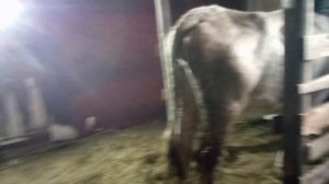 Остановка желудка у коров. Причины. Лечение.