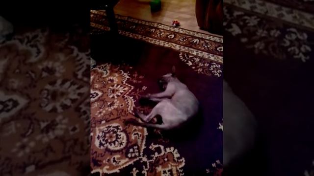 Сфинксы вязка смотреть онлайн