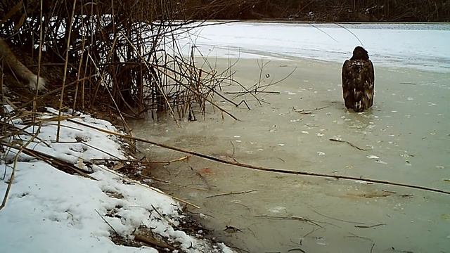 Зима в заповеднике.