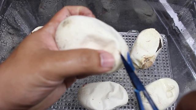 Pollen x T- Albino Ivory Blood Python Clutch! смотреть онлайн