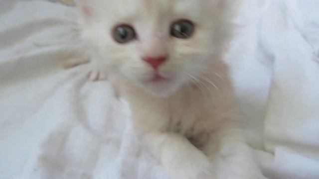 Маленькая  киска.Little Pussy.