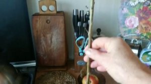 Реанимируем  хризантемы.