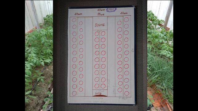 Схема посадки томатов в теплице 3,6 м на 6 м. смотреть онлайн