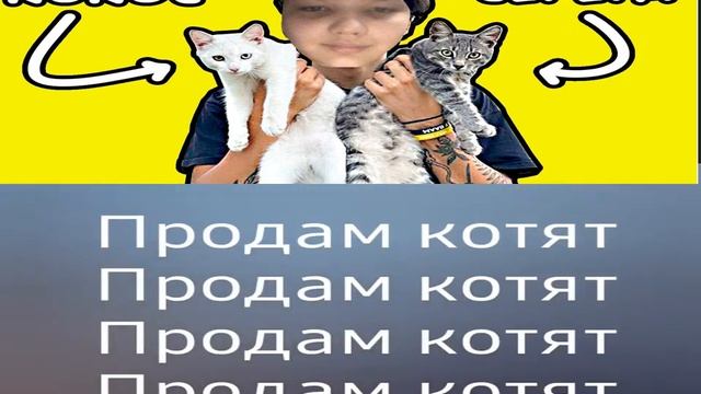 Песня про котят но пою я AI cover.@HolyBaam заметь! смотреть онлайн