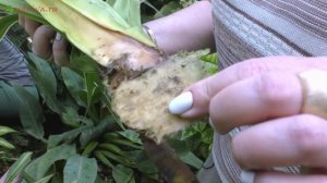 Обрезка пандануса, с последующей посадкой на укоренение.