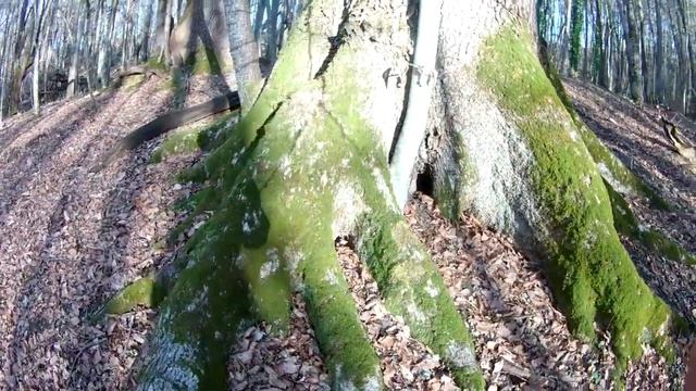 "Гигантские деревья Кавказа", дуб черешчатый "Два брата" 5.1м(d=1.6м) и 3.4м(d=1.25) смотреть онлайн