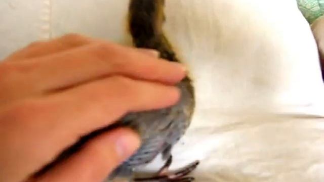 Как выглядит птенец голубя. Looks like a dove chick. смотреть онлайн