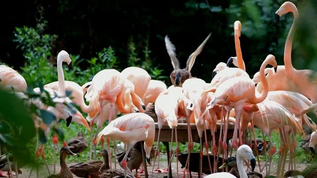 Фламинго?странные птицы?Flamingo strange birds? смотреть онлайн