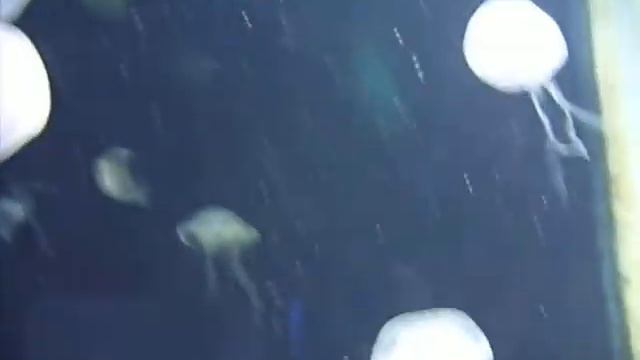 some jellyfish in Sea life Aquarium, Helsinki. смотреть онлайн