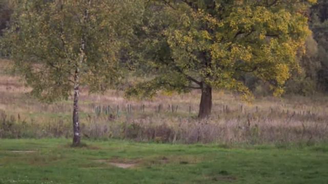 Noski24. Осень. Москва. Центр. Куркино. Архангельское. смотреть онлайн