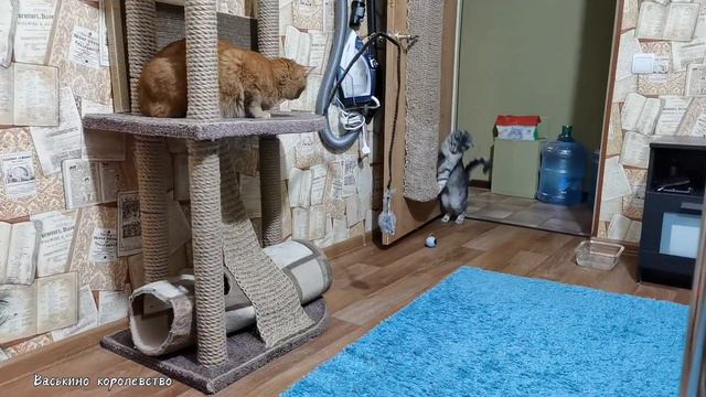 Странная игрушка-робот для котиков 😼😺 смотреть онлайн