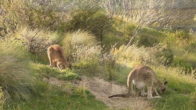 The Kangaroo is the World's Largest Hopping Animal | Natural Beauty смотреть онлайн