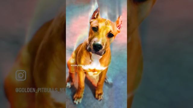 В продаже два крупных кобеля американского питбуля🐶 две рыжие торпеды ждут родителей🧡 смотреть онлайн