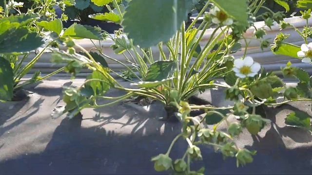 Клубника Купчиха настоящяя невеста с короной смотреть онлайн