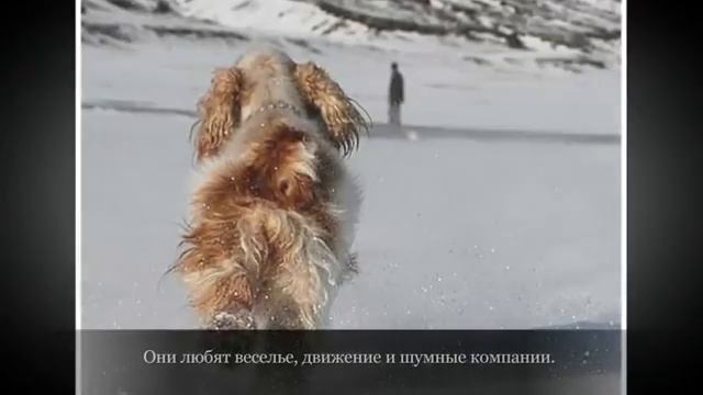 Средние породы собак Английский кокель спаниель смотреть онлайн