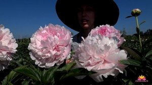 Махровый нежно-розовый пион REINE DELUXE / Сад Ворошиловой