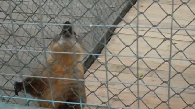 Белгород, зоопарк. смотреть онлайн