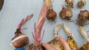 Разбор у луковиц лилий. Как сохранить лилии до высадки в грунт. Сломался цветонос. Что делать?