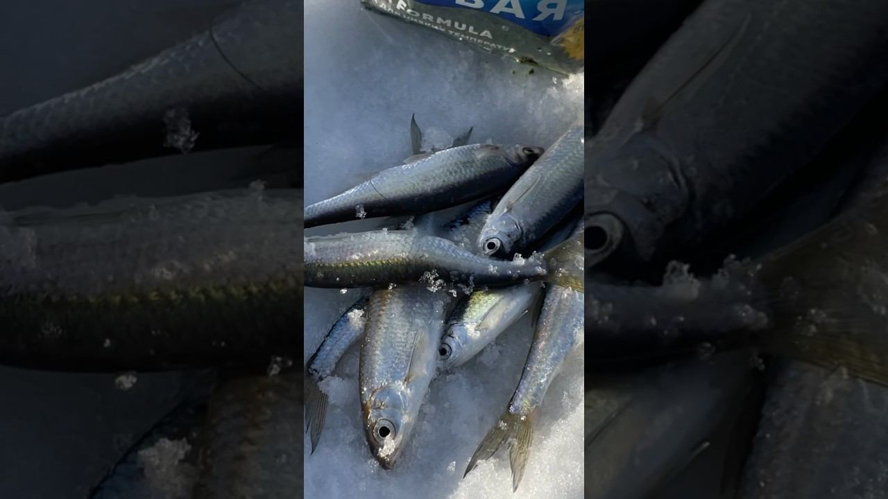 Весенняя уклейка пошла #зимняяудочка #первыйлёд #рыбалкакстово #уклейка #плотва смотреть онлайн