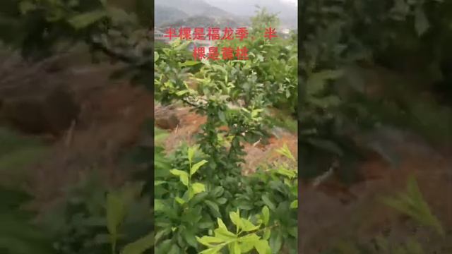 Citrus, lemon, orange, mandarin grafting Tree grafting technique # 89 смотреть онлайн