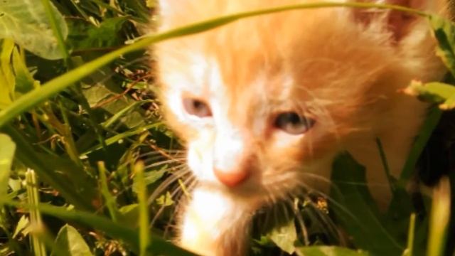 Мой котёнок Персик ? смотреть онлайн