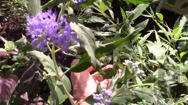 Кариоптерис, синяя борода, синий туман! Caryopteris! смотреть онлайн