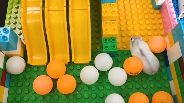 Hamster OBSTACLE COURSE MAZE ??? Hamster In Lego Labyrinth Robot