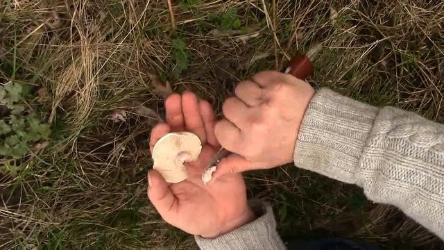 Календарь грибника 2023: Первые весенние грибы - рядовка лиловоногая (синеножка). Грибы на Кубани. смотреть онлайн