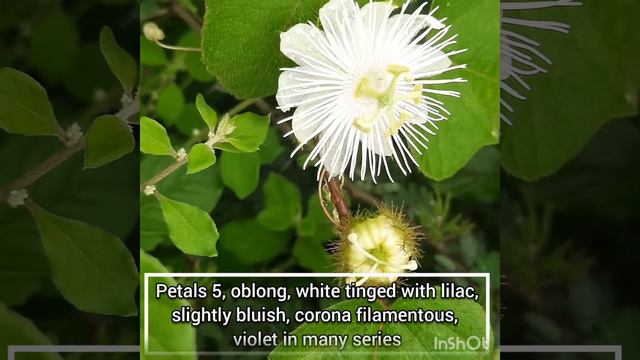 Passiflora foetida (Passifloraceae) смотреть онлайн