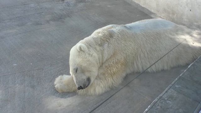 Yoshi the polar bear(Белый медведь Ёши) falls asleep at Rostov-on-Don Zoo, Russia (Sep.26 2015) смотреть онлайн