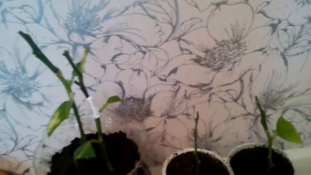 Нераспустившиеся почки привитых цитрусовых, Пандероза опять цвести вздумала ? смотреть онлайн