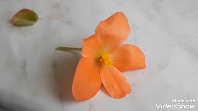 ФУКСИЯ. Цветение фуксий и клубневой бегонии. смотреть онлайн