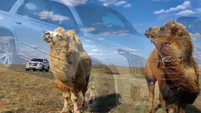 Cadillac Escalade в песках. Встреча с кораблями пустыни. смотреть онлайн