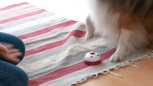 Шелти - всё о породе собаки. Особенности содержания и стоимость щенков