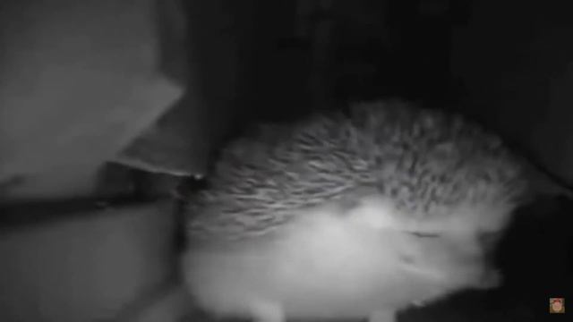 Ёжик чихнул и дед упал смотреть онлайн