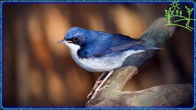 Голоса птиц Как поёт Соловей синий (Luscinia cyane).mp4 смотреть онлайн