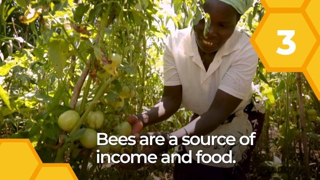 5 Reasons Why We Need Bees More Than Ever – And What You Can Do To Help Save The Bees смотреть онлайн