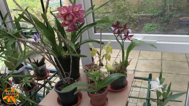 All My Orchids in Bloom смотреть онлайн