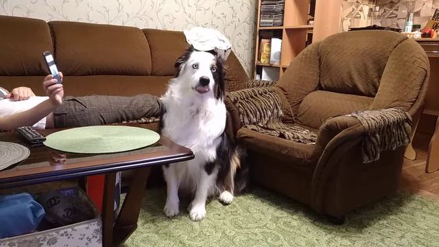 Австралийская овчарка Ринго.