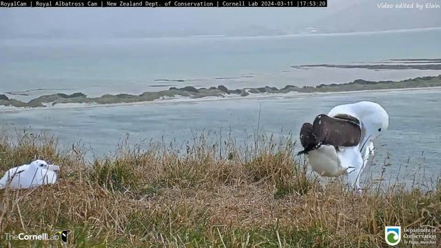 24.03.11 Royal Albatross Cam - 在TFT小信旁開派對 Albatrosses are having a party next to TFT Chicks смотреть онлайн