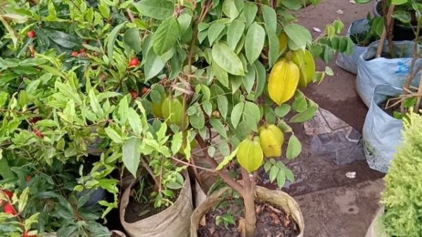 Lotus Star Fruit Plant Betel Leaf Chinese Lantern Red Frangipani Lemon Cypress Ficus Microcarpa