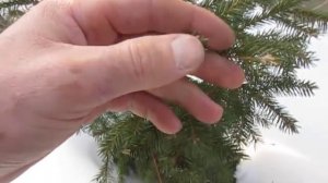 Изгородь из ёлок, часть 1. Высадка саженцев. Первая формировка.