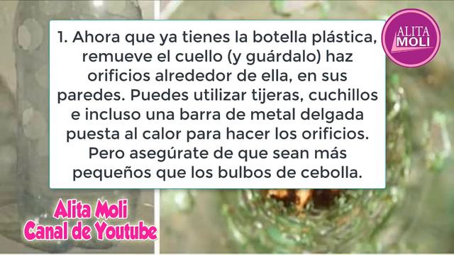 Aprende A Cultivar Cebollas Desde El Interior De Tu Casa.¡Es Muy Sencillo!