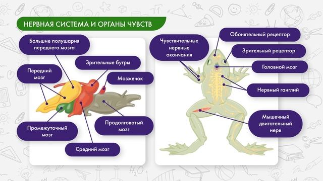 Земноводные: дыхательная, кровеносная, нервная система, размножение и развитие смотреть онлайн