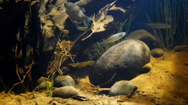 #BADC2020 / The banks of the Silugonggo Pati River, Central Java, Indonesia, 54 L смотреть онлайн