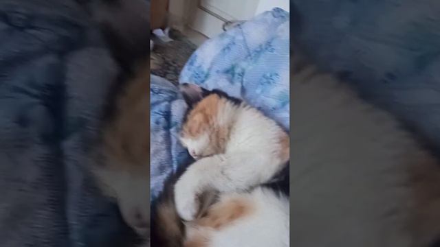 кошка мая мягкая(2) смотреть онлайн